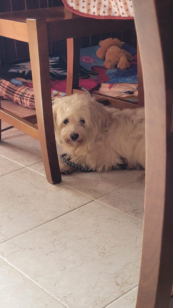 Splendida simil maltese - LUNA Foto 3